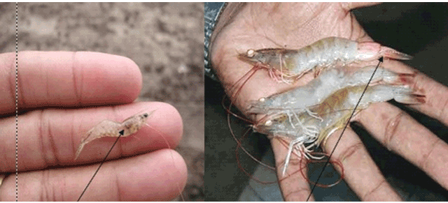 xu-ly-benh-duc-co-01