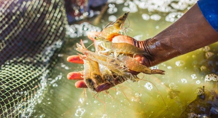 xuat-khau-tom-sang-my-e1632707700745