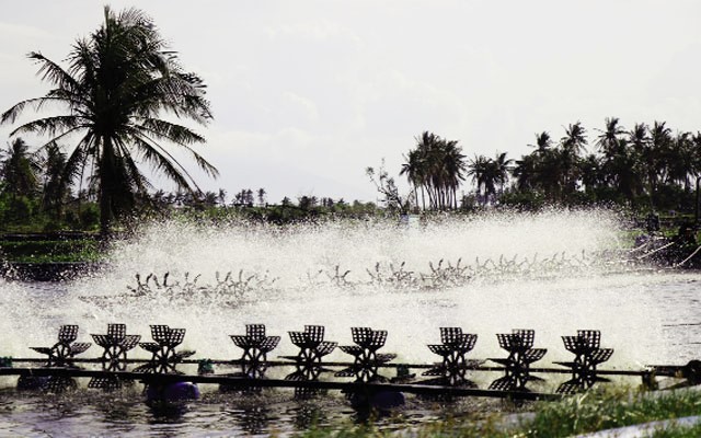 yeu-to-cho-vu-nuoi-thanh-cong-02