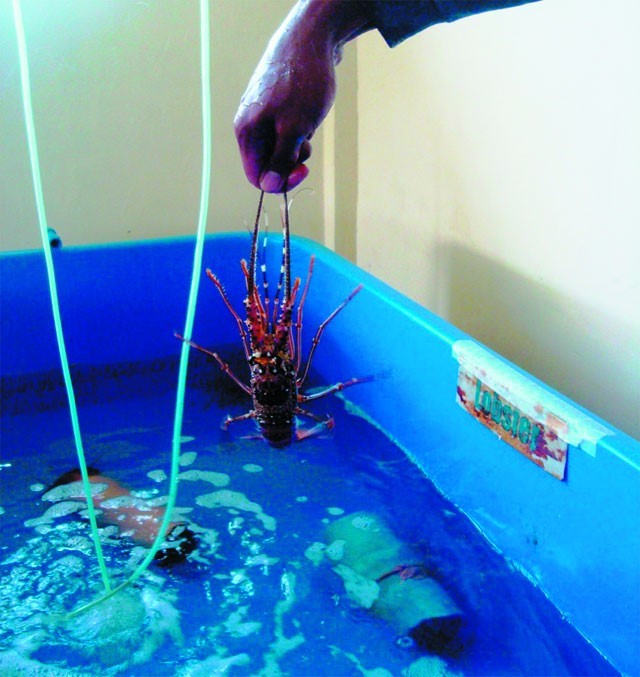 z300-Thuy-san-Viet-Nam4719-