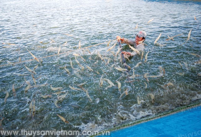 z300-con-tom-1508-_1