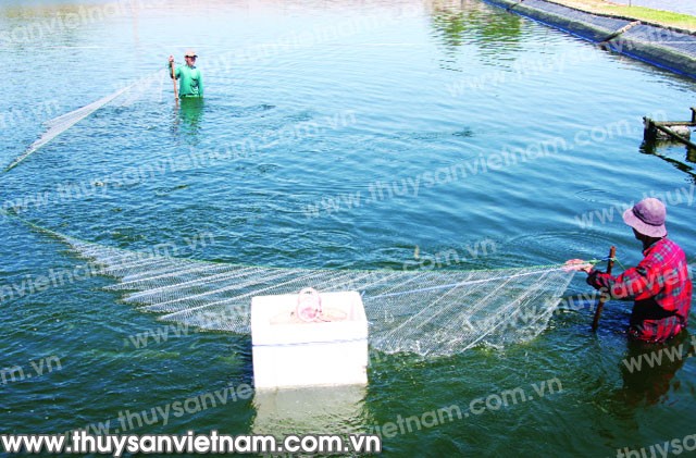 z300-con-tom-173- (1)