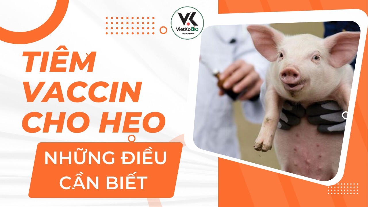 HƯỚNG DẪN LỊCH TIÊM VACXIN CHO LỢN AN TOÀN VÀ HIỆU QUẢ NHẤT