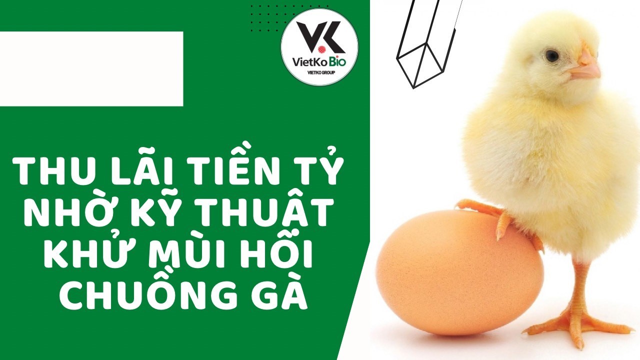 Thu lãi tiền tỷ nhờ kỹ thuật khử mùi hôi chuồng gà