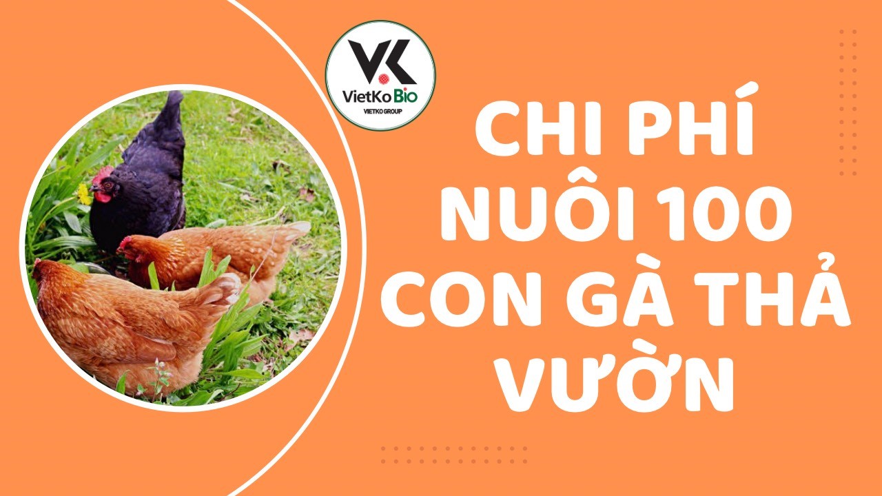 Chi phí nuôi 100 con gà thả vườn