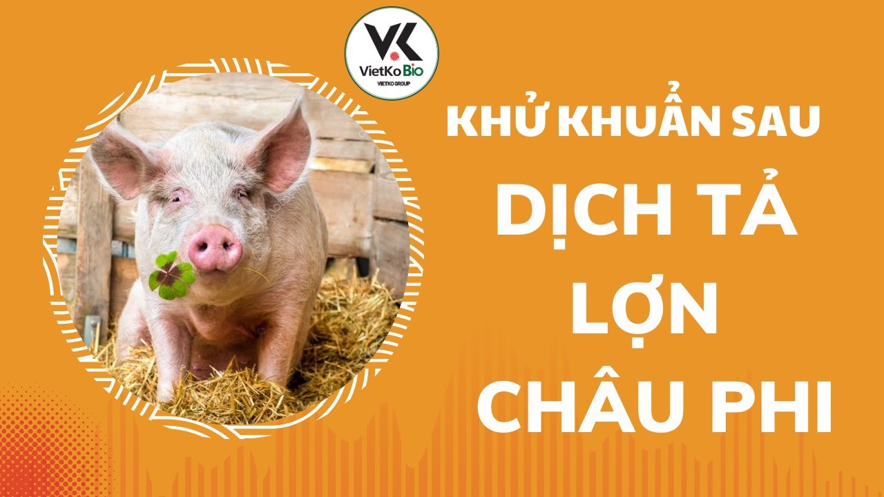 Khử khuẩn chuồng trại sau dịch tả lợn Châu Phi