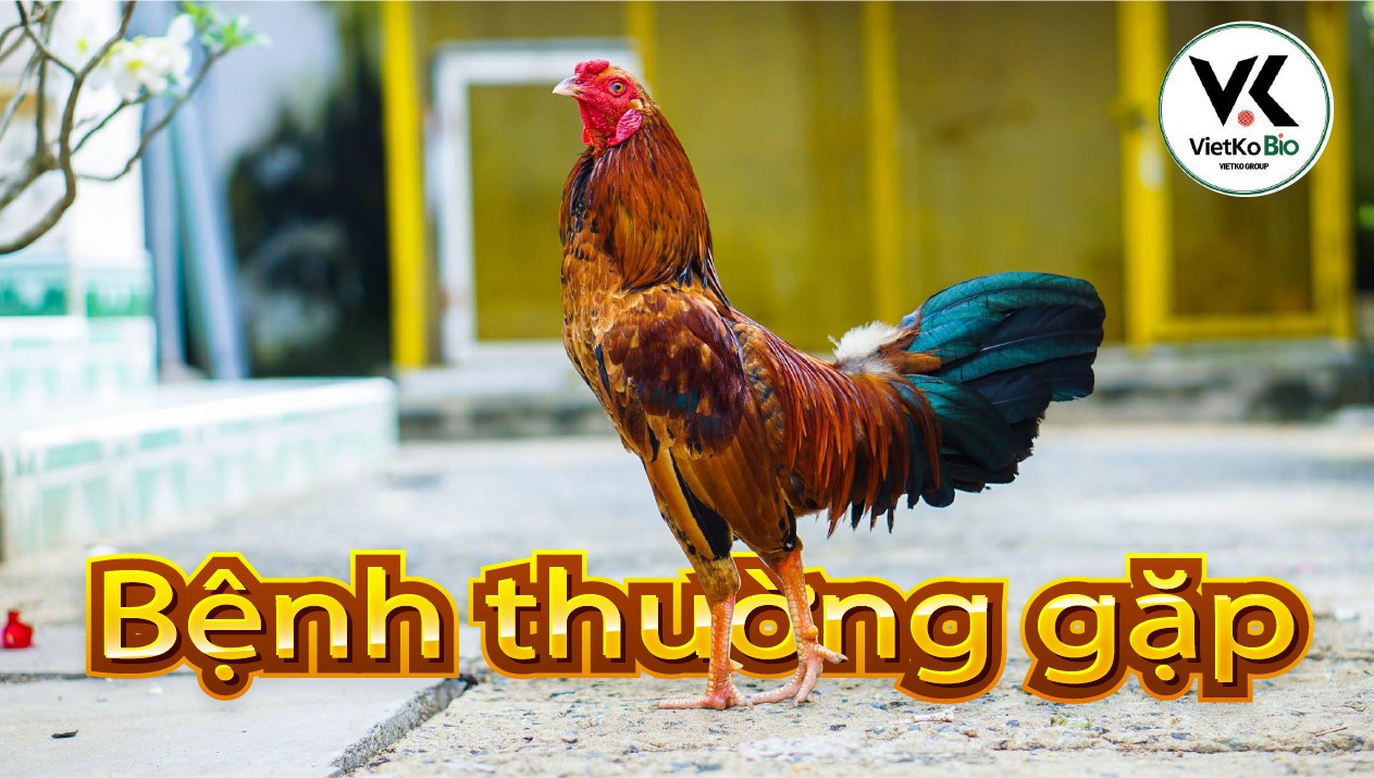Bệnh thường gặp ở Gà